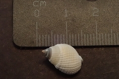 Nassarius albescens