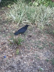 Corvus brachyrhynchos