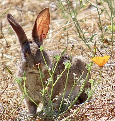 Eschscholzia californica