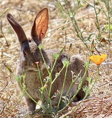 Eschscholzia californica — photo 2