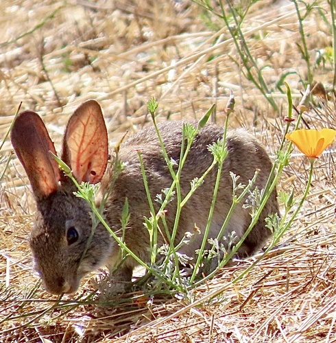 Eschscholzia californica