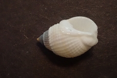 Nassarius albescens