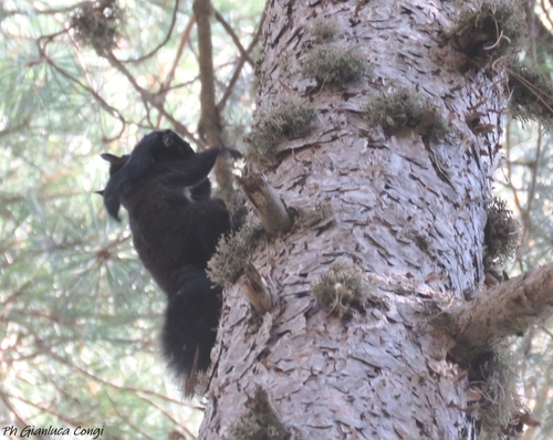 Calabrian Black Squirrel, 87055 San Giovanni in Fiore CS, Italia, photo 9 of 10