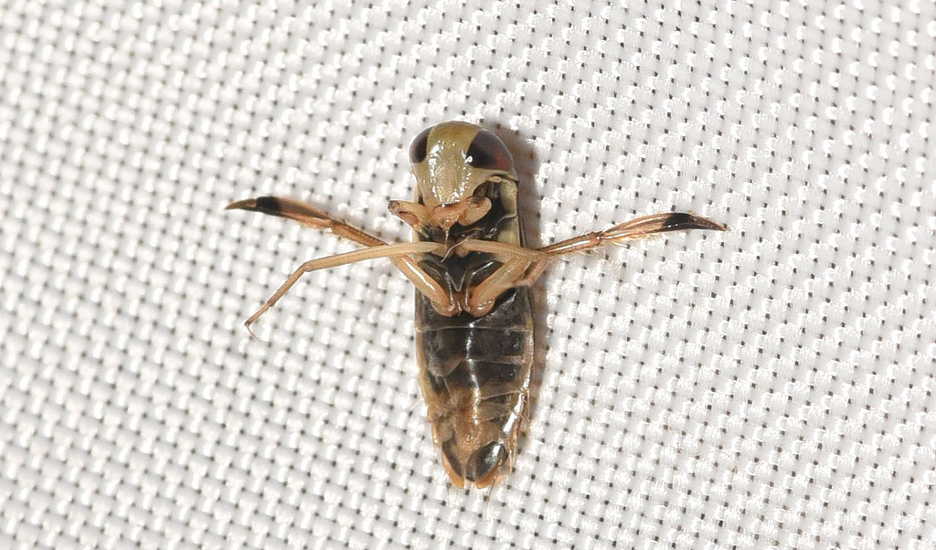 Callicorixa vulnerata