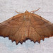 Johnson's Euchlaena Moth - Photo (c) Fyn Kynd, some rights reserved (CC BY-SA), uploaded by Fyn Kynd