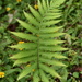 Soft Fern - Photo (c) Alan Rockefeller, some rights reserved (CC BY)