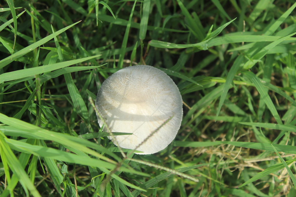 Panaeolus · October 2019 · photo: © nicolasr (iNaturalist, cc-by)