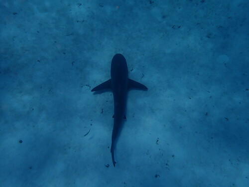 Caribbean Reef Shark