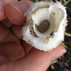 Chlorophyllum molybdites
