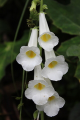 Smithiantha multiflora