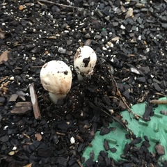 Chlorophyllum molybdites