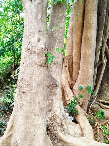 geno geno (Lonchocarpus sericeus)