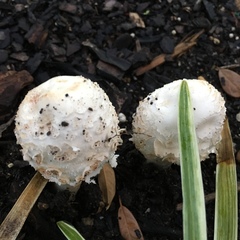 Chlorophyllum molybdites