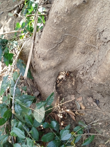 Lonchocarpus sericeus, photograph 2