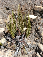 Polystichum orbiculatum