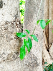 Lonchocarpus sericeus, photograph (c) Gabriel M. Rolim, some rights reserved (CC BY)