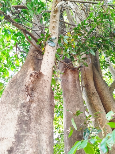 Lonchocarpus sericeus, photograph 4