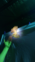 Coscinocera hercules