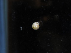 Discus rotundatus
