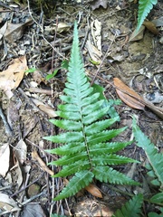 Diplazium taiwanense