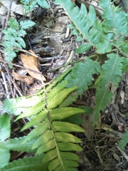 Diplazium taiwanense