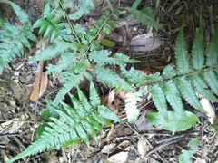 Diplazium taiwanense