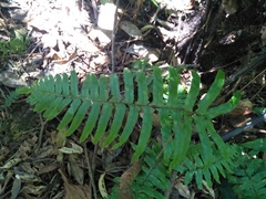 Microlepia hookeriana