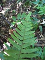 Microlepia hookeriana