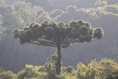 Araucaria angustifolia — photo 2
