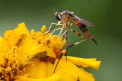 Stylogaster biannulata