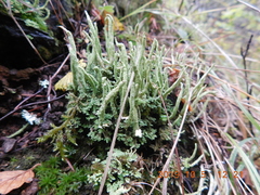 Cladonia cornuta