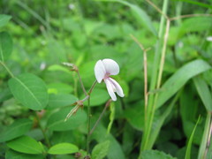 Desmodium affine