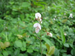 Desmodium affine