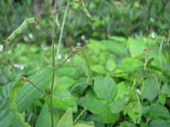 Desmodium affine