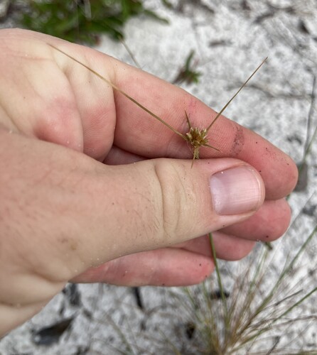 Ware's hairsedge (Bulbostylis warei)