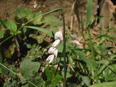 Desmodium affine