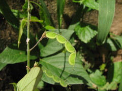 Desmodium affine