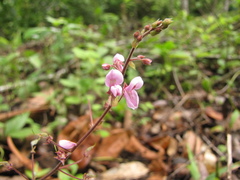 Desmodium axillare