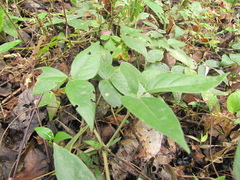 Desmodium axillare