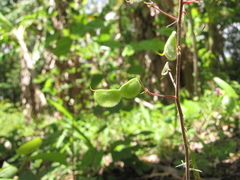 Desmodium axillare