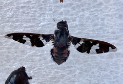 Exoprosopa dorcadion