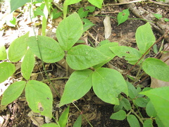 Desmodium axillare