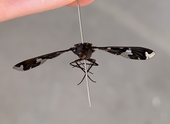 Exoprosopa dorcadion