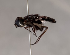 Exoprosopa dorcadion