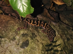 Goniurosaurus catbaensis
