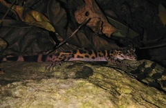 Goniurosaurus catbaensis