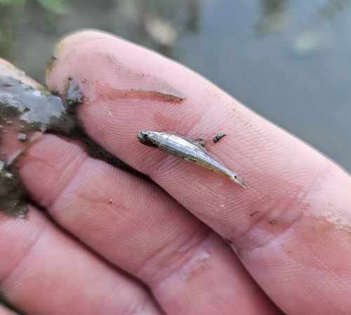 Pimephales notatus
