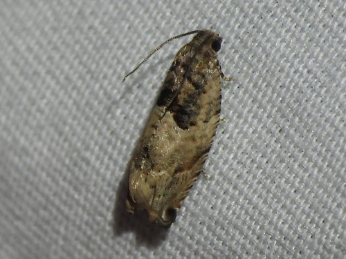 Cottonwood Twig Borer Moth photo 3