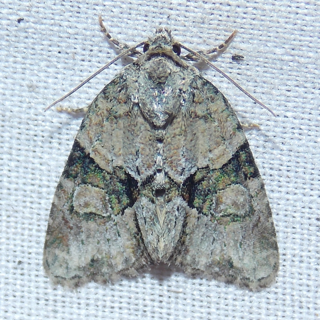 Exhausted Brocade Moth