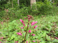 Desmodium axillare
